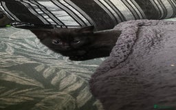 Ragdoll cats for sale: 3 ragdoll cross kittens  - Advert 12