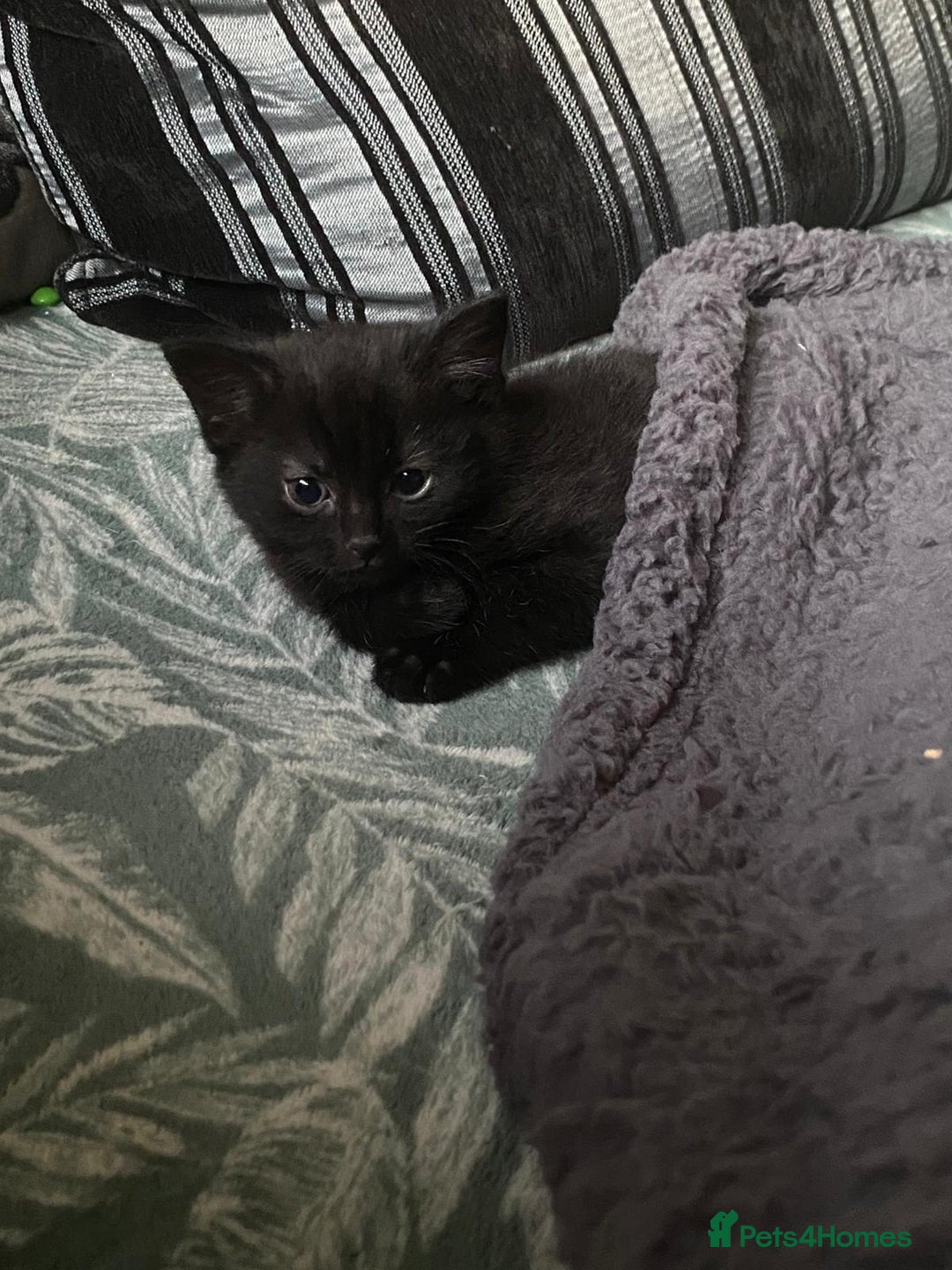 Ragdoll cats for sale: 3 ragdoll cross kittens  - Advert 12