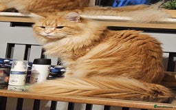 Maine Coon cats for sale: Maine Coon Kittens  - Image 3