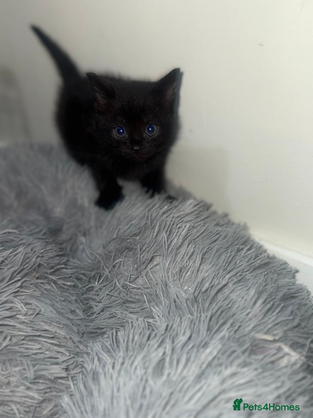 Mixed Breed cats for sale: 5 beautiful kittens for sale  - Advert 6