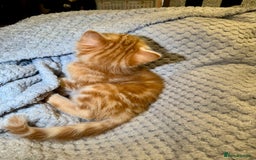 Domestic Shorthair cats for sale: Real life Garfield🤩 - Image 16