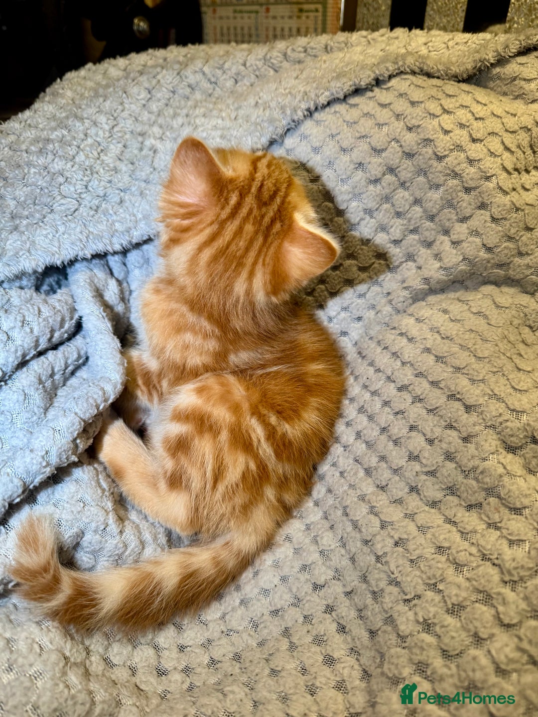 Domestic Shorthair cats for sale: Real life Garfield🤩 - Image 16