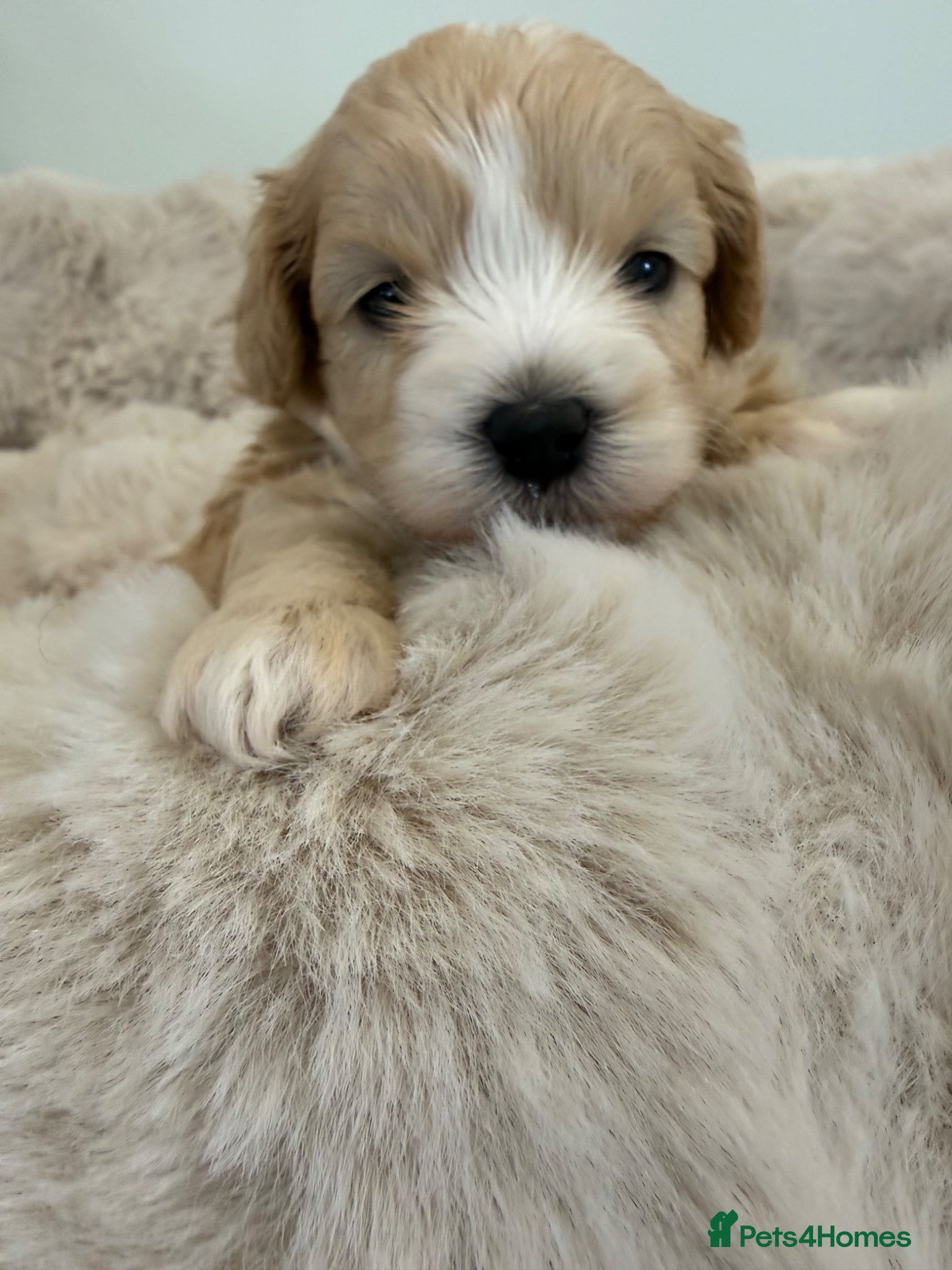 Maltipoo dogs Absolutely stunning f1 Maltipoo babies.  - Advert 2
