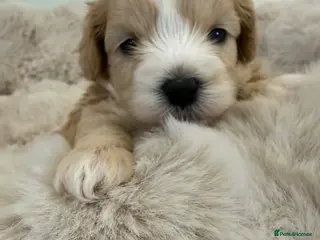 Maltipoo dogs Absolutely stunning f1 Maltipoo babies. - Advert 2