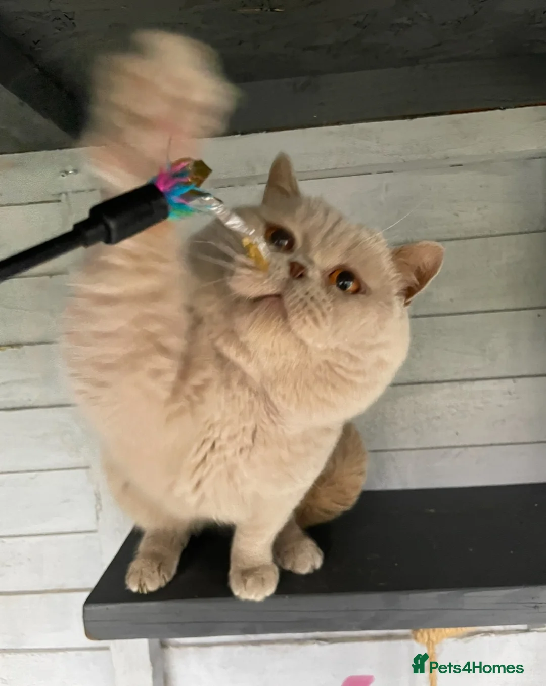 British Shorthair cats for sale: Fawn male British shorthair  - Advert 2