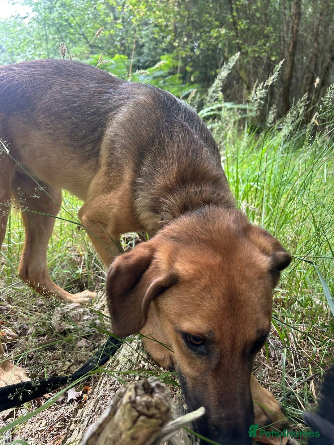 Mixed Breed dogs for adoption: Lykka - Norwich Norfolk  - Image 5