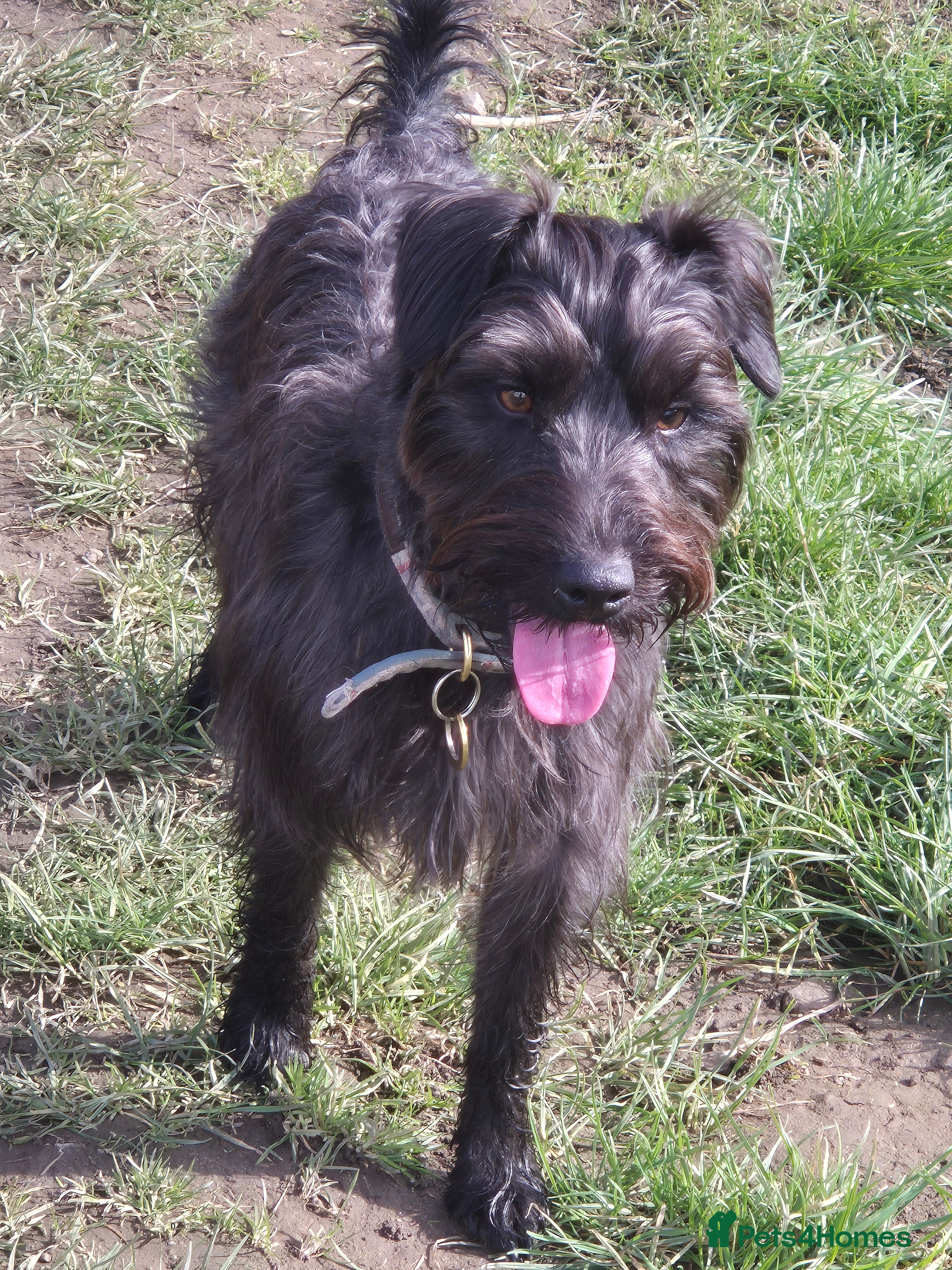 Patterdale Terrier dogs Patterdale/ Black Fell Terrier for Stud  - Advert 11