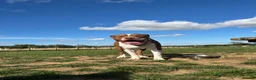 American Bully dogs for stud: Amstaff/Bully for stud - Advert 2