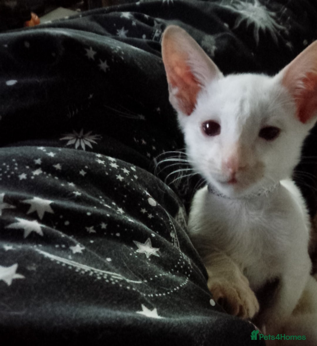 Siamese cats for sale: Siamese kittens - Advert 11