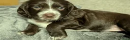 Sprocker dogs for sale: Beautiful Sprocker Puppies - Advert 10