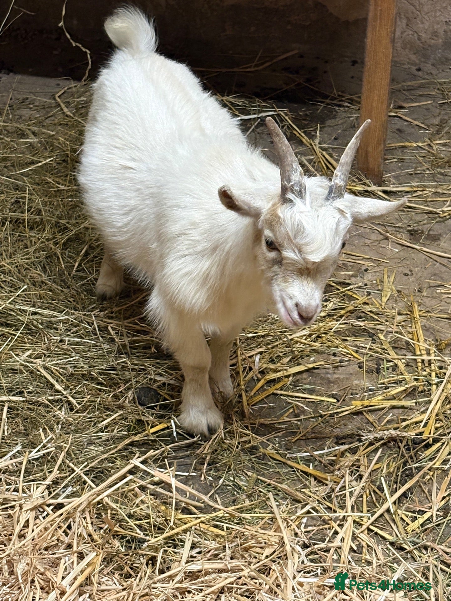 Goats livestock Gorgeous Pygmy Billy  - Advert 1