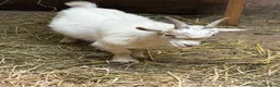 Goats livestock for sale: Gorgeous Pygmy Billy  - Advert 1