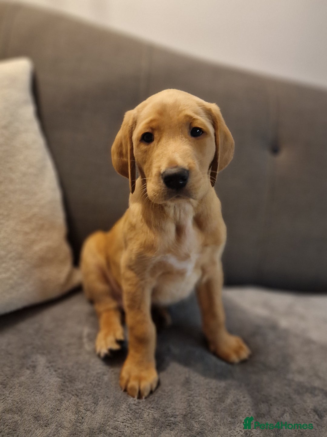 Mixed Breed dogs for sale: Labrador Cross Pups - Image 16