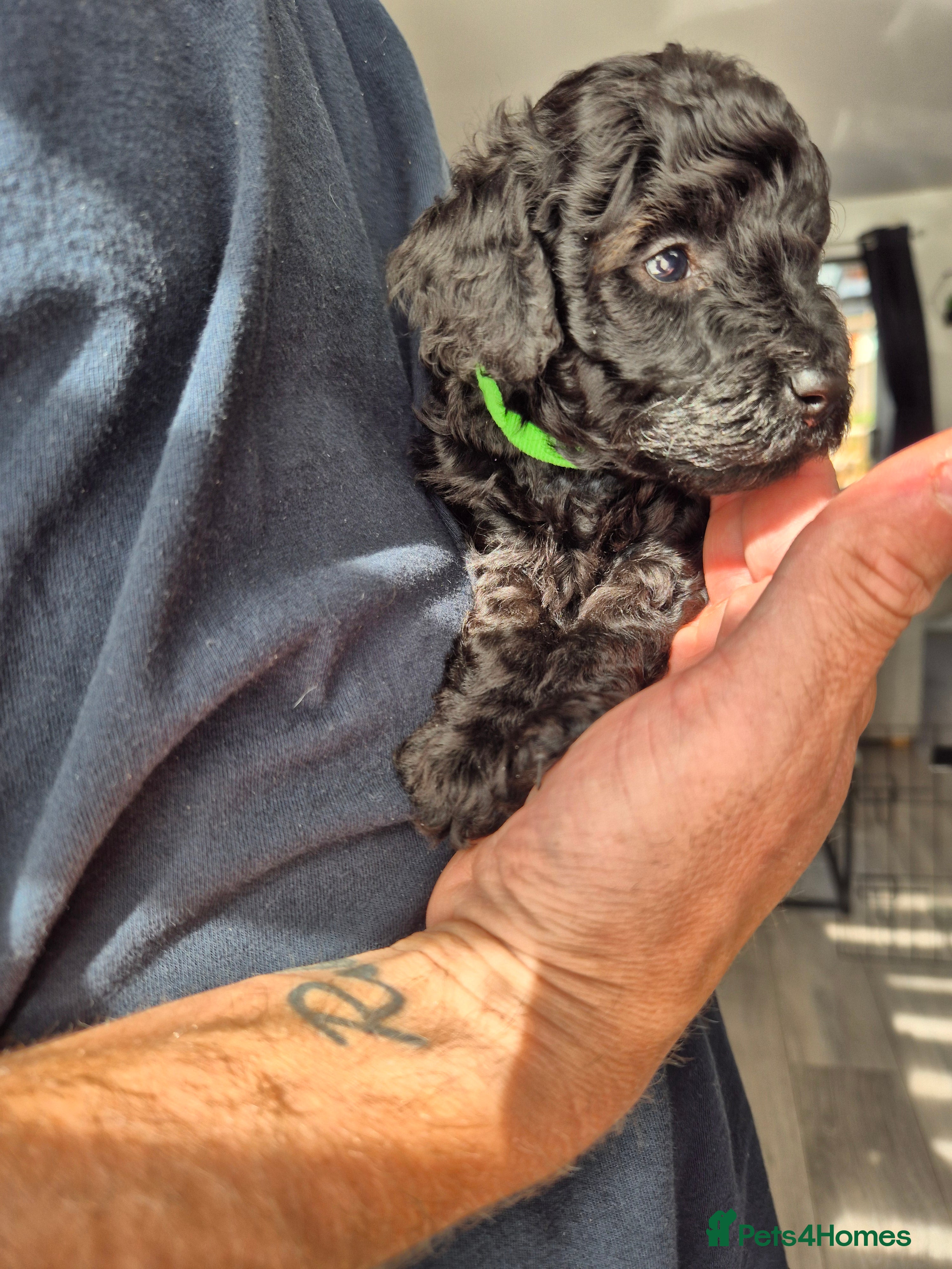 Miniature Poodle dogs 5 beautiful miniature poodles - Advert 2