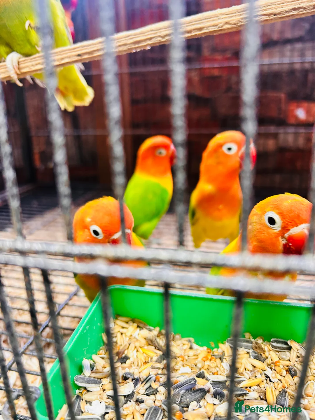 Lovebirds birds for sale: Various Fischer /masked lovebirds for sale  - Advert 2