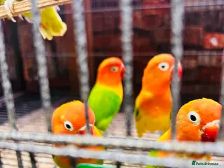 Lovebirds birds Various Fischer /masked lovebirds for sale - Advert 6