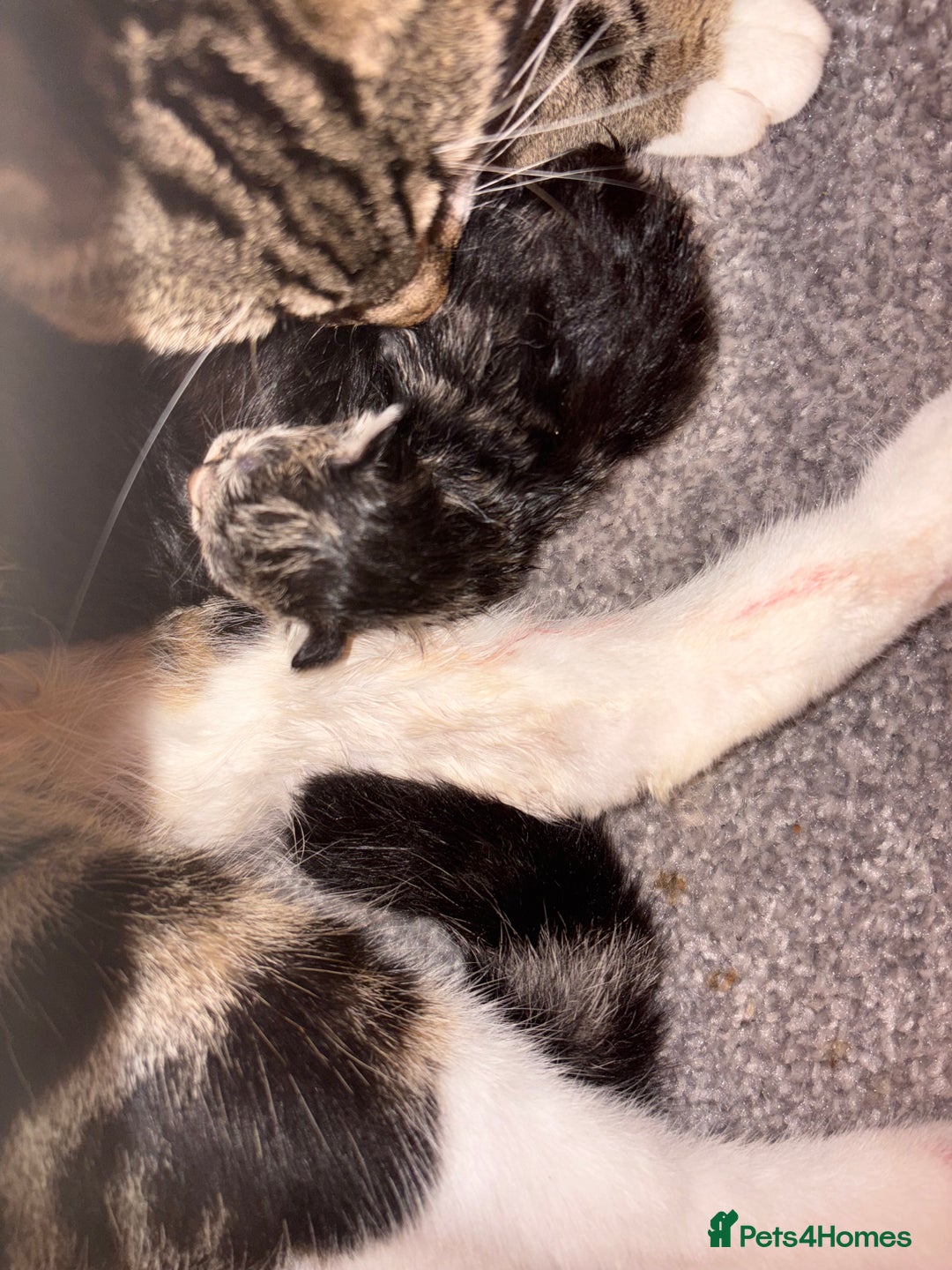 Mixed Breed cats for sale: Bengal mix kittens - Advert 1