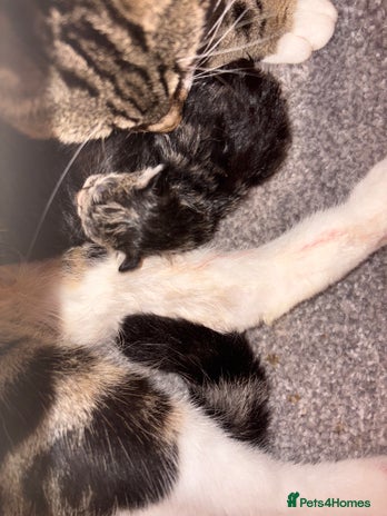 Mixed Breed cats Bengal mix kittens - Advert 2