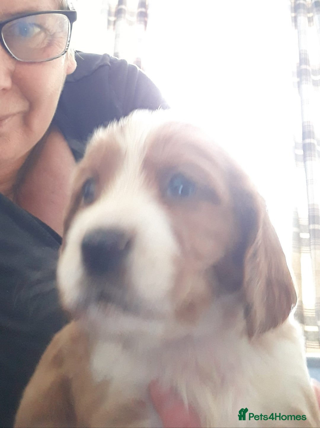 Sprocker dogs for sale: Sprockers 3/4 Cocker spaniel puppies for sale - Image 30