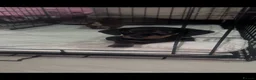 Dachshund dogs for sale: Beautiful dachshund puppies  - Advert 4
