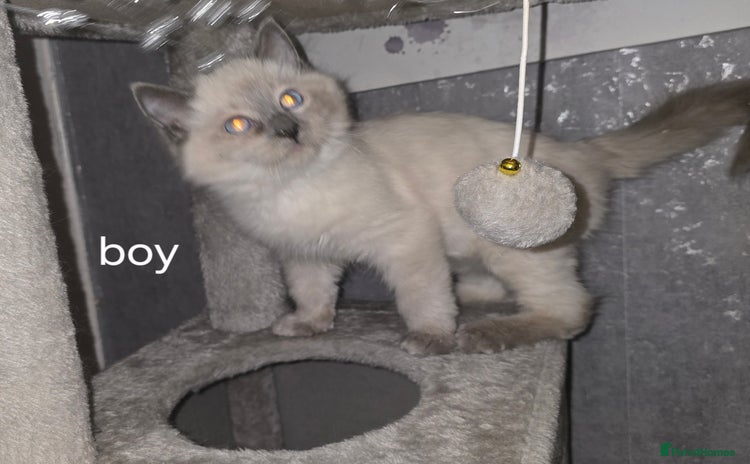 Ragdoll cats - Advert 15