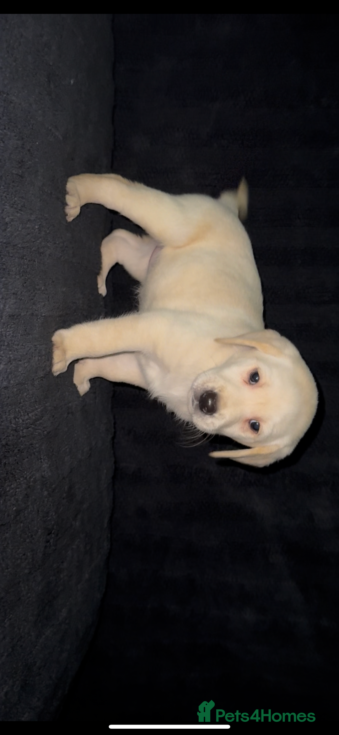 Labrador Retriever dogs for sale: ⭐️5 ADORABLE LABRADOR PUPPIES⭐️ - Advert 17