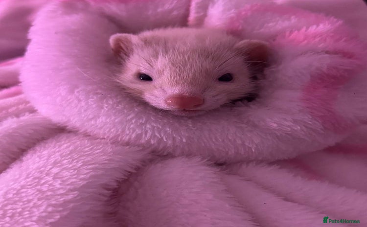 Ferret rodents - Advert 11