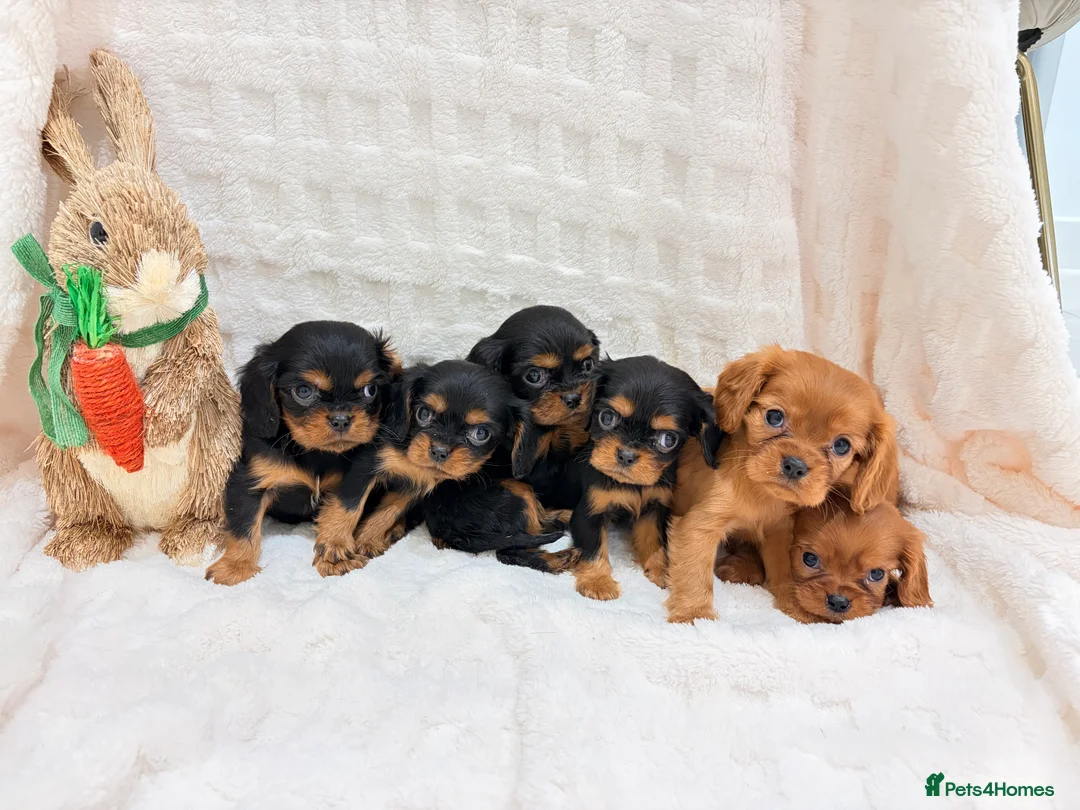 Cavalier King Charles Spaniel dogs for sale: Cavalier King Charles spaniel - Advert 2