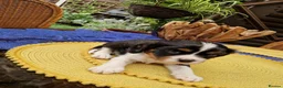 Cavalier King Charles Spaniel dogs for sale: Beautiful Cavalier King Charles Spaniel 7 Puppies - Advert 21