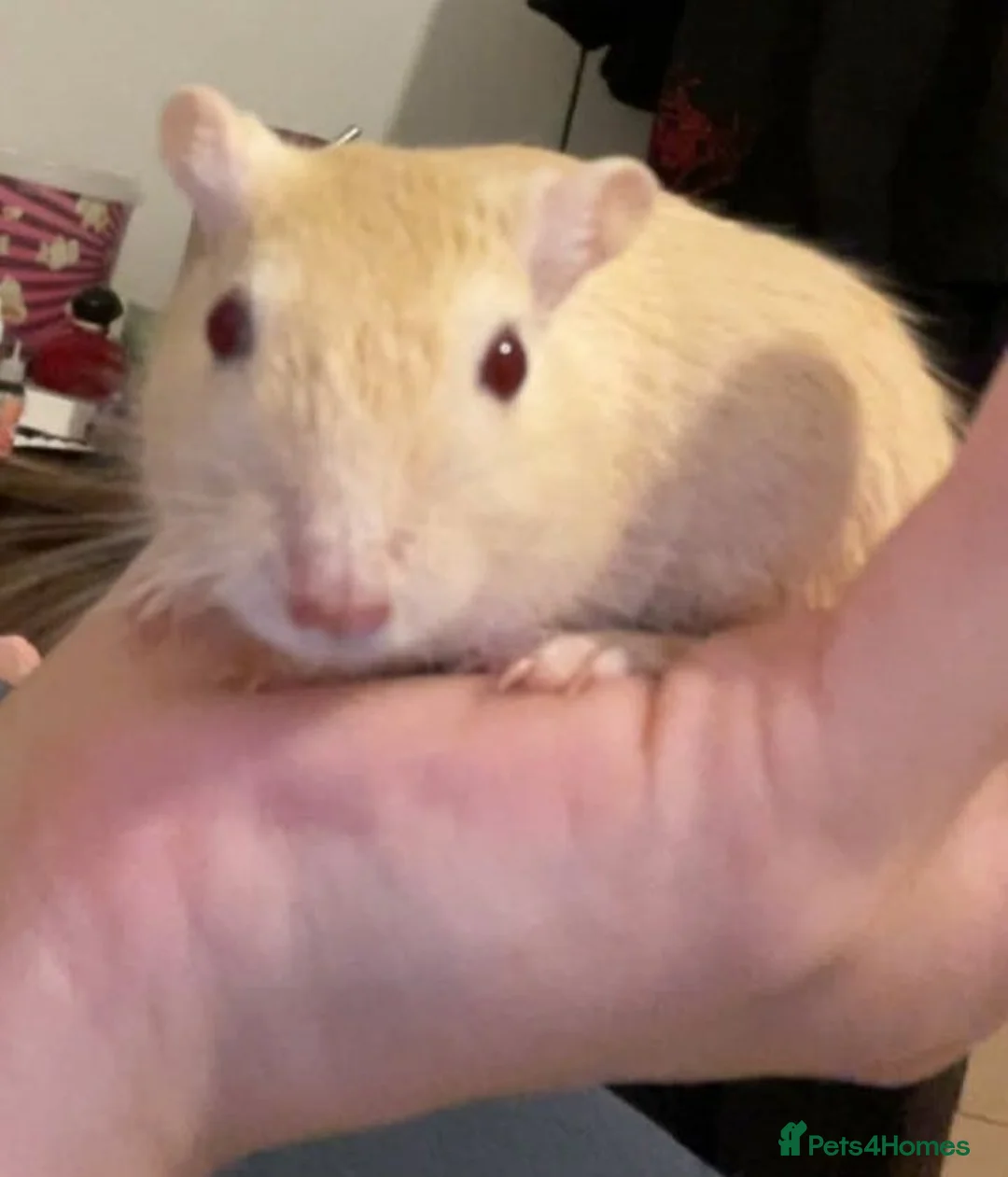 Gerbil rodents for sale: 2 male gerbils - Advert 4