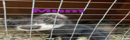 Ferret rodents for sale: Baby ferrets  - Advert 3