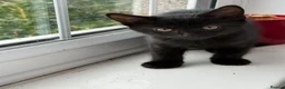 Mixed Breed cats for sale: Kittens for Sale in Barnsley - Advert 4