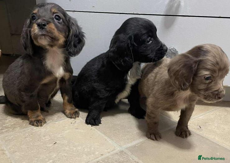 Cocker Spaniel dogs Beautiful Cockers  - Advert 2