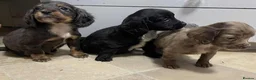 Cocker Spaniel dogs for sale: Beautiful Cockers  in Edinburgh - Advert 6
