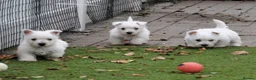 West Highland Terrier dogs for sale: West Highland terrier Puppies - Advert 14