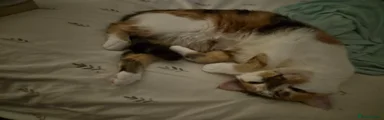 Mixed Breed 1