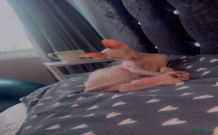 Sphynx cats - Advert 2