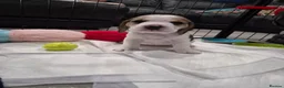 Beagle dogs for sale: Stunning Tri-Colour Beagle Puppies  - Advert 8