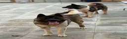 Akita dogs for sale: Beautiful American Akita Puppies - Advert 8