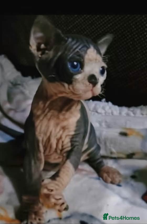 Sphynx cats for sale: 🩷Beautiful Sphynx Girls Looking for Forever Homes - Advert 1
