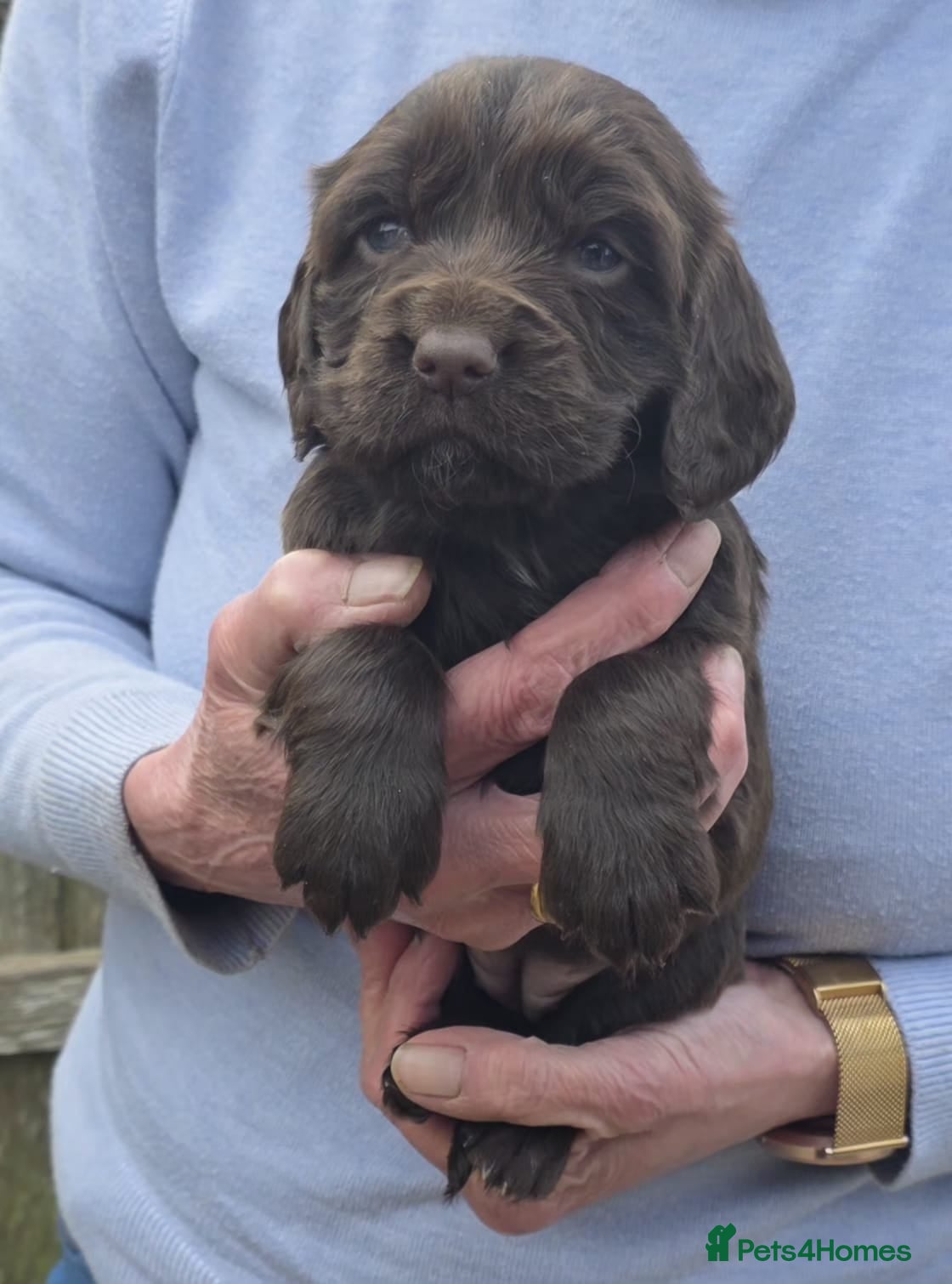 Cocker Spaniel Puppy 6