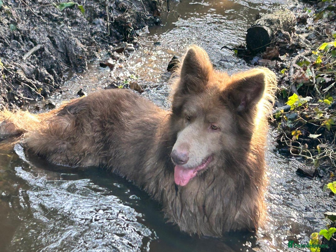 German Shepherd dogs for sale: German Shepherd pups kc reg health tested  - Advert 7