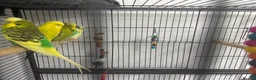 Budgerigars birds for sale: Budgies  in Morpeth - Advert 2