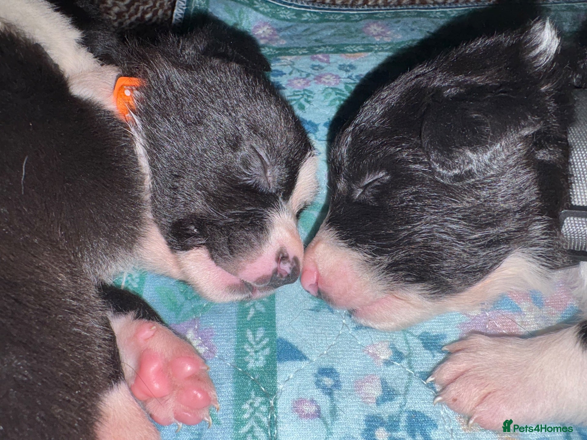 Border Collie dogs Working Line Border Collie Puppies - 4 girls left - Advert 15