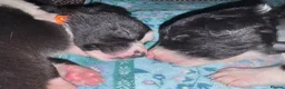 Border Collie dogs for sale: Working Line Border Collie Puppies - 4 girls left - Advert 1