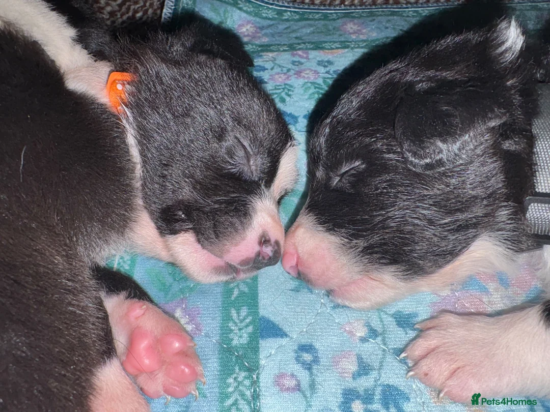 Border Collie dogs for sale: Working Line Border Collie Puppies - 4 girls left - Advert 1