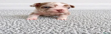 French Bulldog Puppy 2
