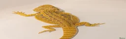 Bearded Dragon reptiles for sale: Citrus Blue Bar Male from import parents - Advert 2
