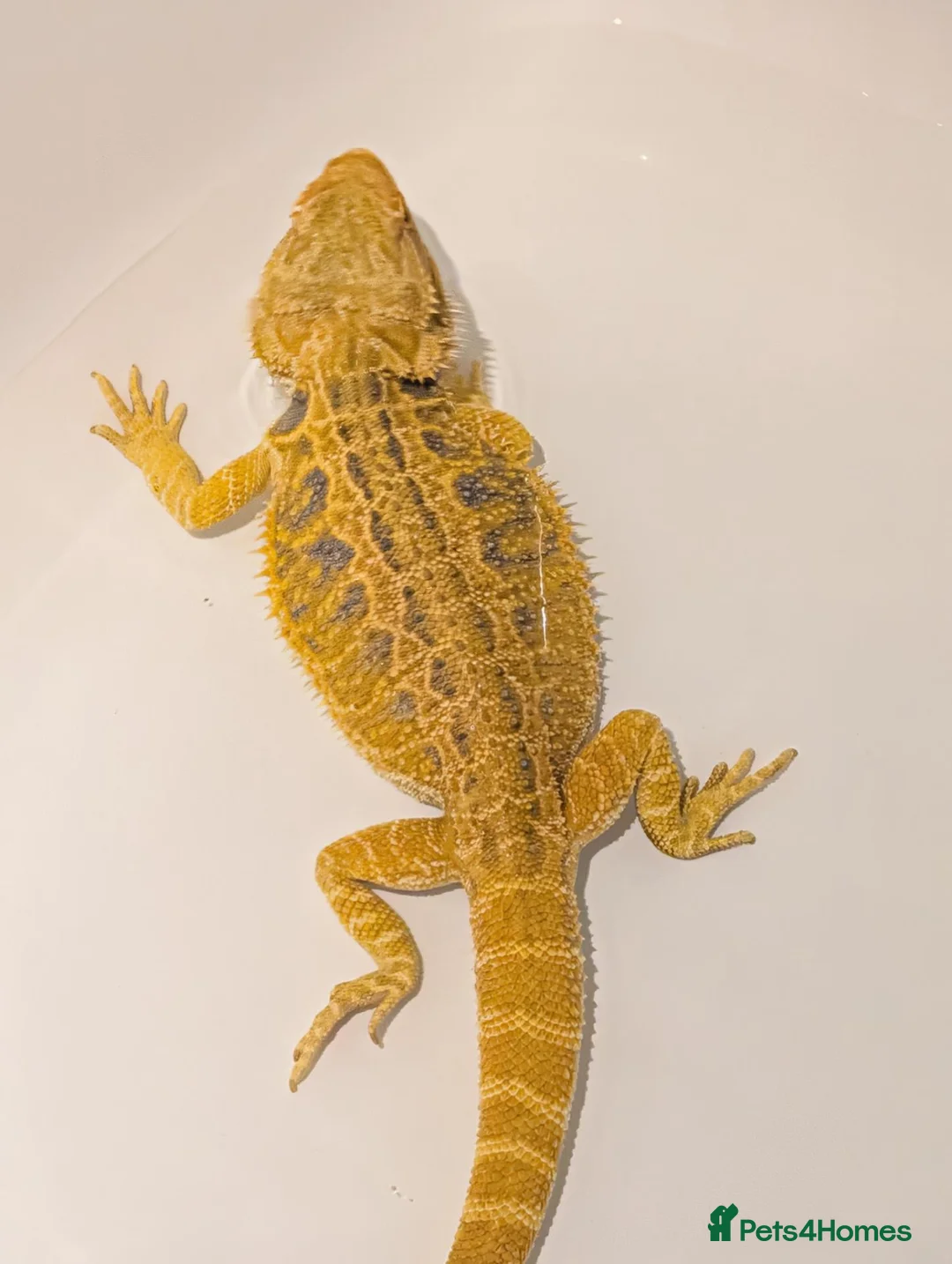Bearded Dragon reptiles for sale: Citrus Blue Bar Male from import parents - Advert 2