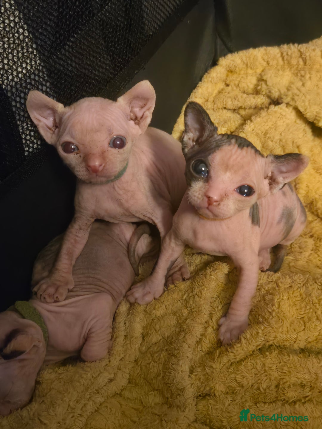 Sphynx cats for sale: Sphynx kittens - Image 6